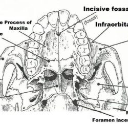 Exercise 9 the axial skeleton answers