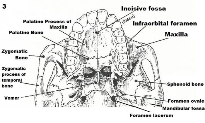 Exercise 9 the axial skeleton answers