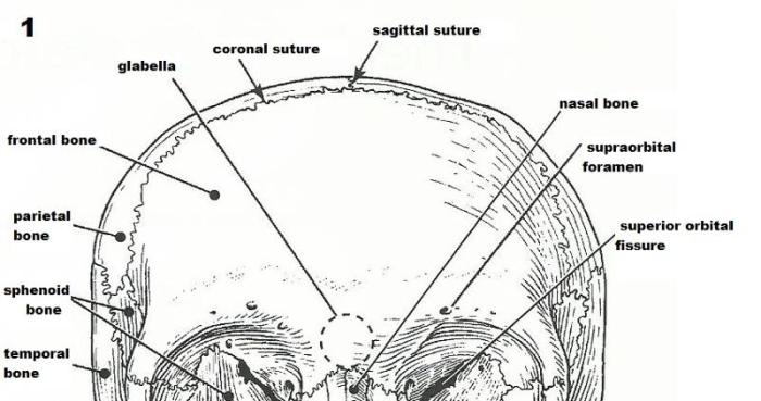 Exercise 9 the axial skeleton answers