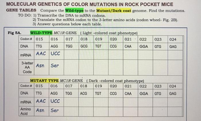 Molecular genetics of color mutations in pocket mice