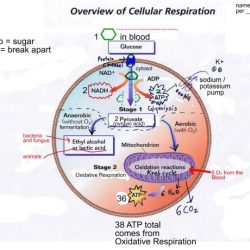 Chapter 10 lesson 1 cellular respiration an overview answer key