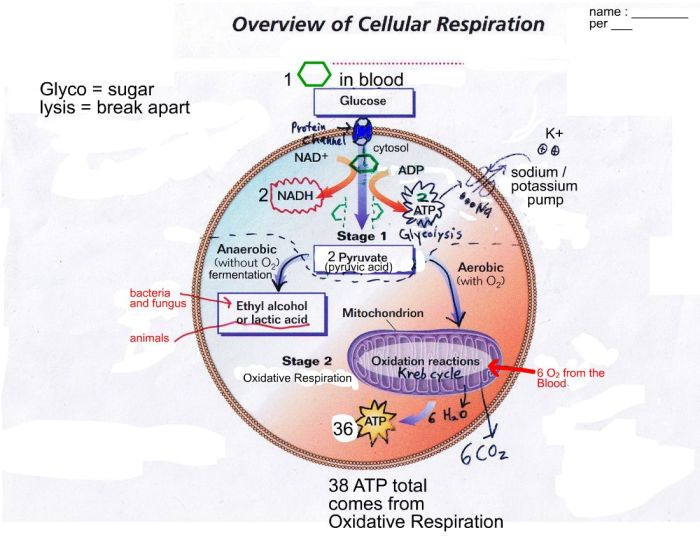 Chapter 10 lesson 1 cellular respiration an overview answer key