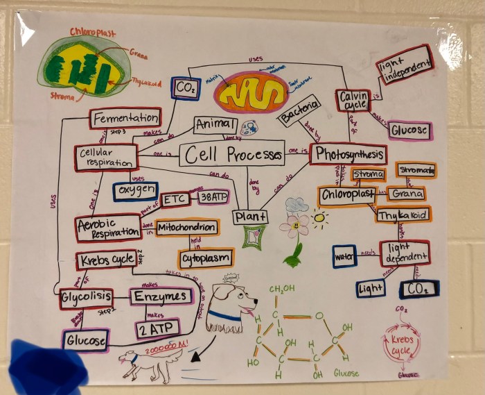 Concept map for photosynthesis and cellular respiration